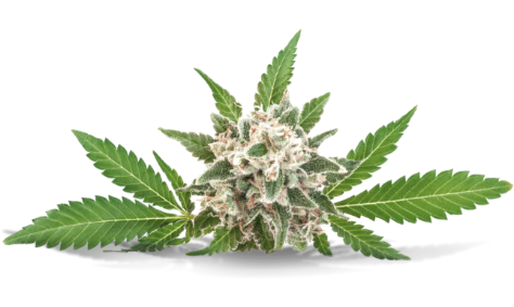 a beautiful cannabis bud with leaves